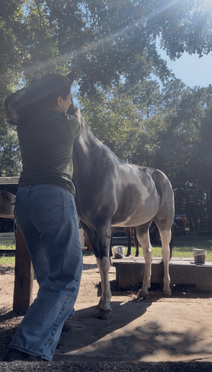 Dr. Kristin adjusting a horse