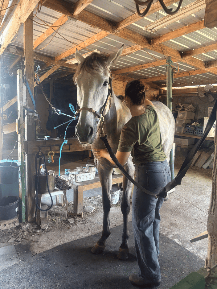 Dr. Kristin adjusting a horse
