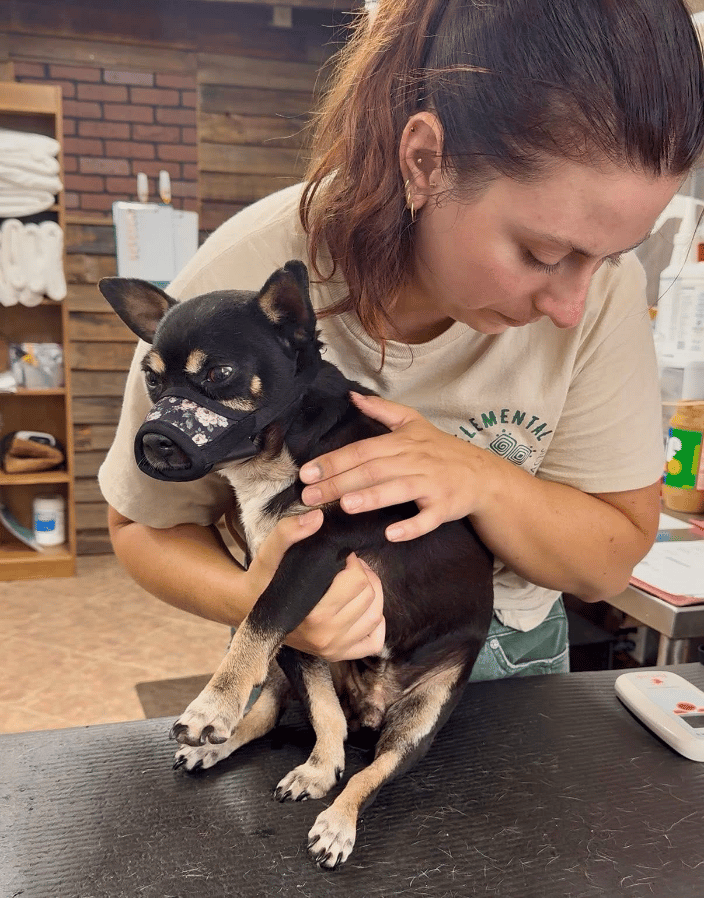 canine adjustment
