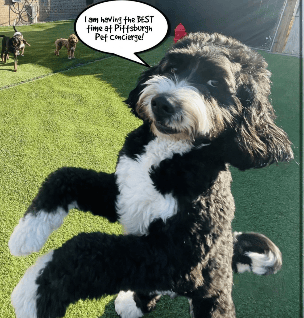 Happy dog enjoying small group play at our boutique dog daycare in Pittsburgh with full-time supervision.