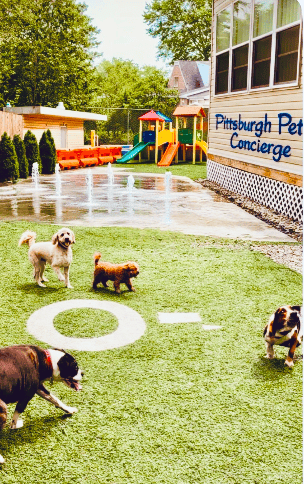 Small group dog daycare play in our outdoor space at Pittsburgh Pet Concierge in Pittsburgh.