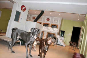 Dogs enjoying structured small group indoor play during our Signature dog boarding in Pittsburgh.