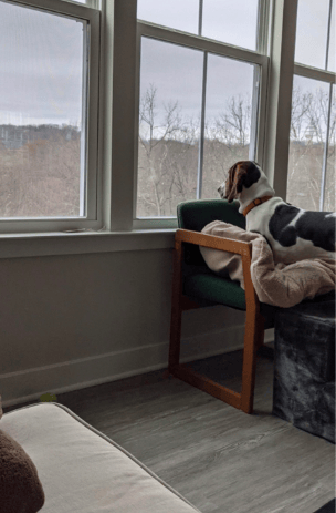 Quiet one-on-one time in our Human-Only dog boarding experience in Pittsburgh.