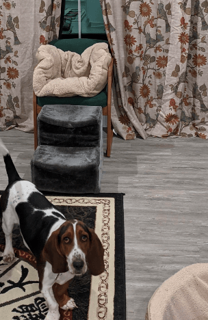 Layla is feeling very at home and she loves Pittsburgh Pet Concierge p