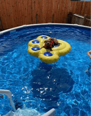Boarding guest of Pittsburgh Pet Concierge enjoying the heated pool