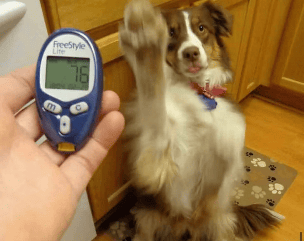 On-site veterinary technician at Pittsburgh Pet Concierge providing reliable, trusted medical boarding care for dogs and cats, including consistent medication administration in a calm, structured environment with 24/7 supervision. 