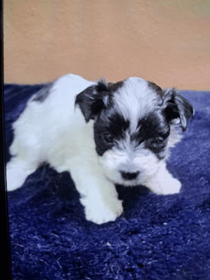 New puppy ready to transport