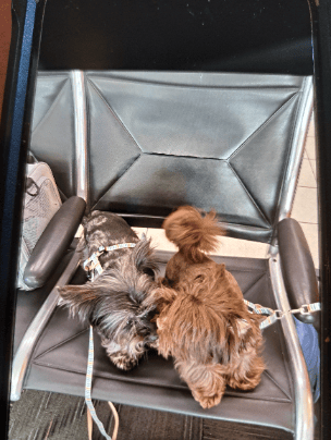 Puppy's taking a break at airport after their walk. 2025