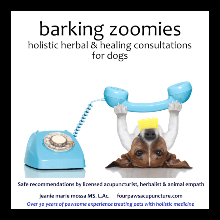 Barking Zoomies Consultation