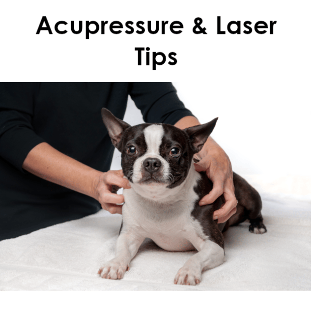 acupressure dog