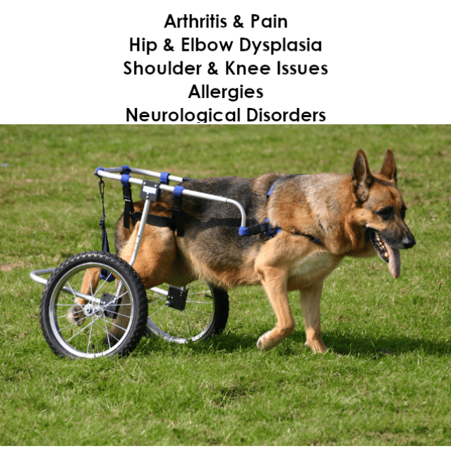 nuerological K9
