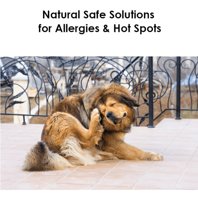 Allergy Dog