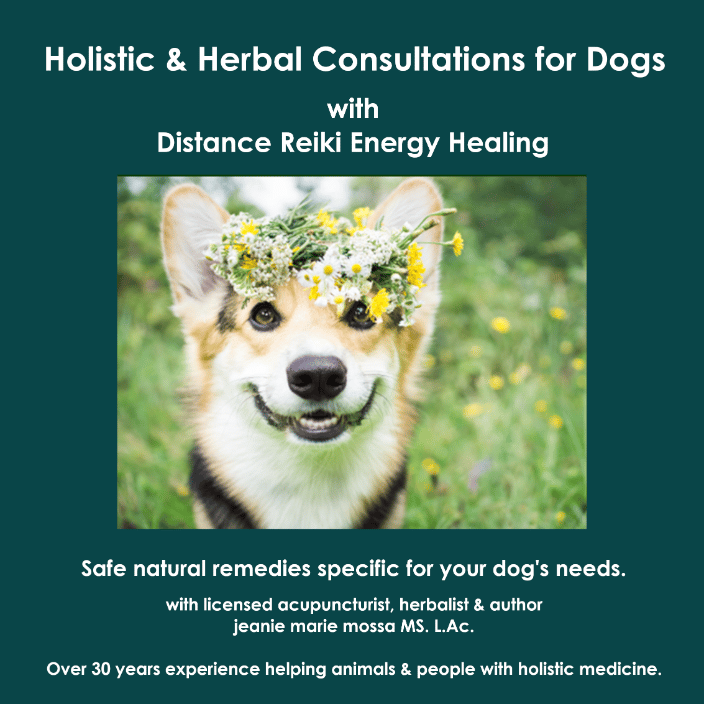 herbal dog consult