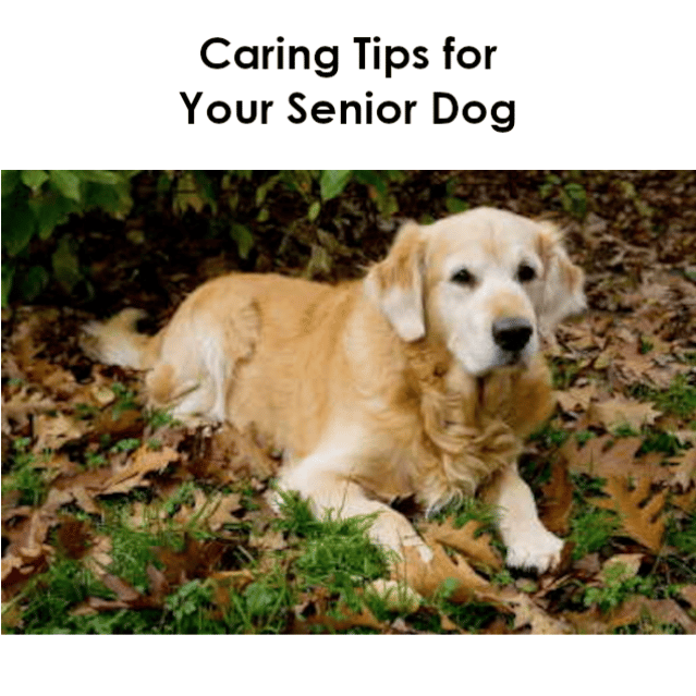 senior dog