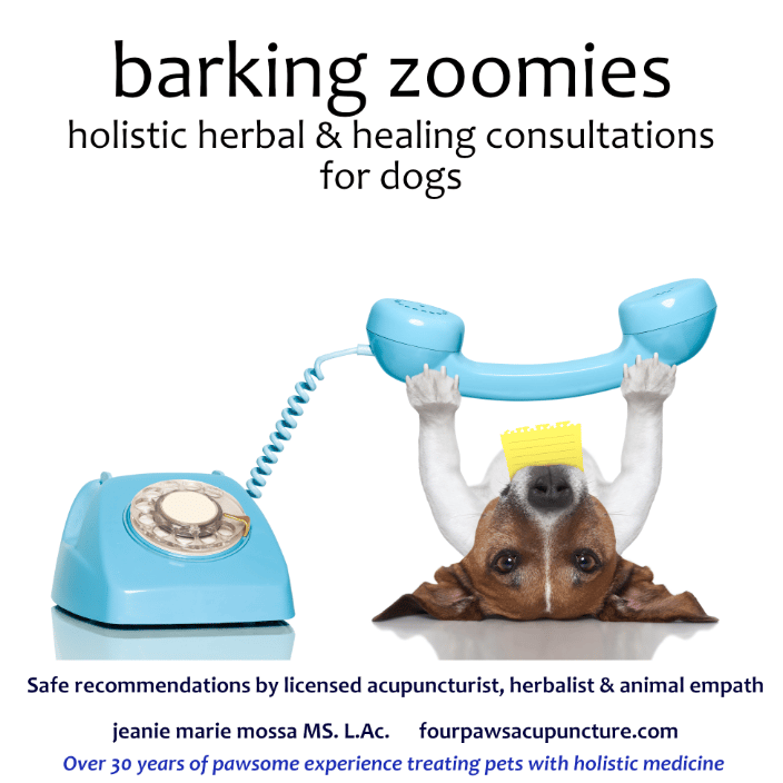 barking zoomies consultation