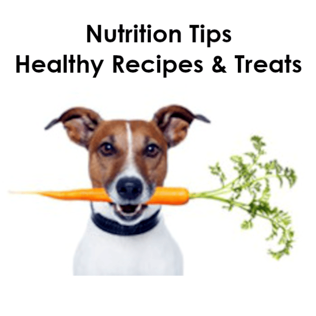 dog nutrition