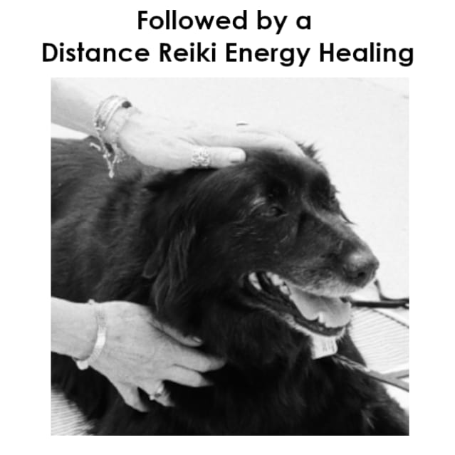 distance Reiki dog