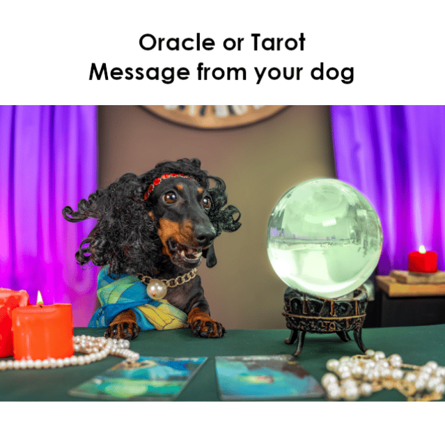 Pet Psychic Dog