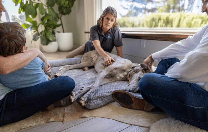 what to expect during euthanasia
