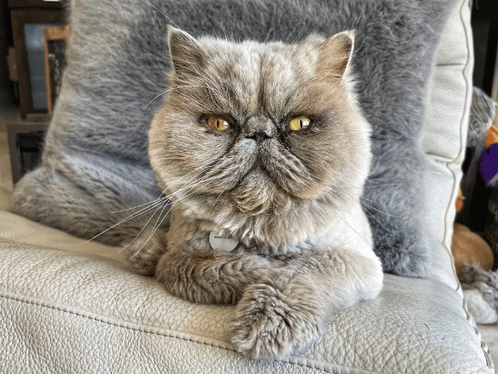 Content Kitty at Home