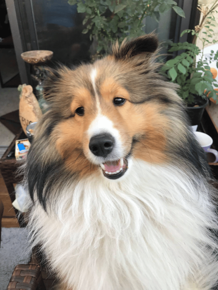 This is my dog Ollie