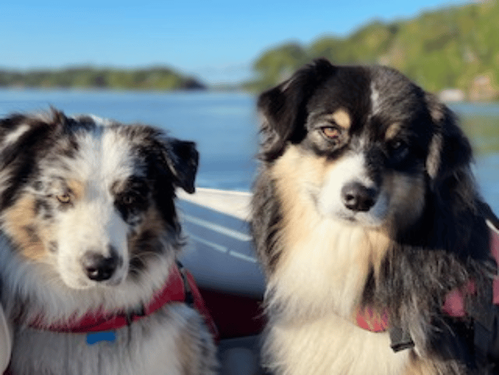 Aussies