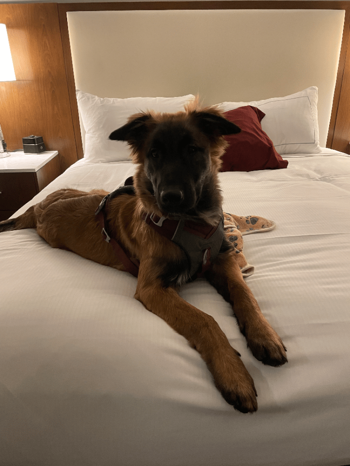 Tervuren Belgian Shepherd puppy