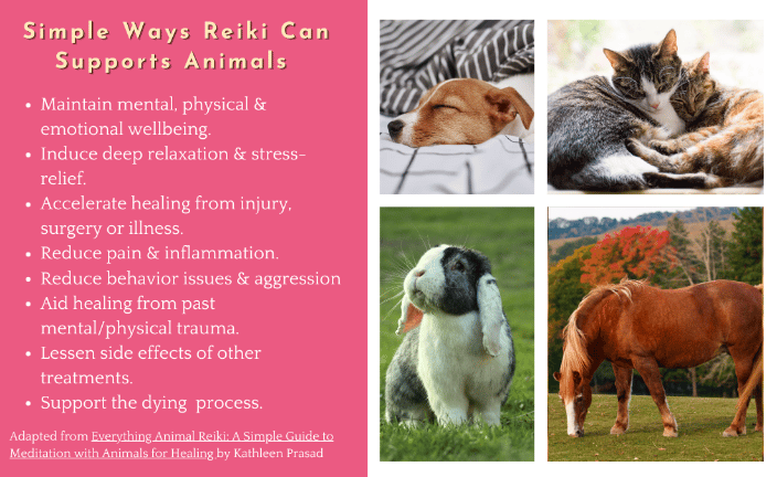 Simple Ways Reiki Can Support Animals