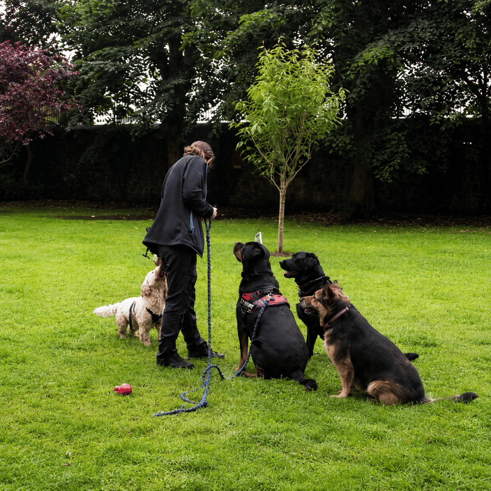 Dog Training Classes