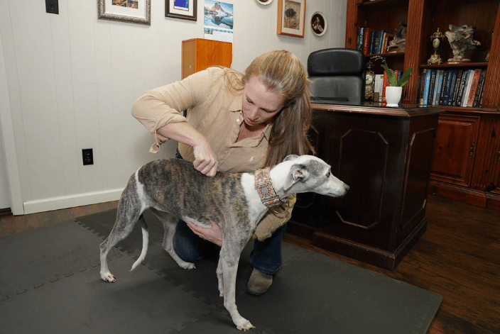 Dr. Peterson adjusting a Whippet