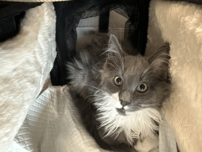 A Maine Coon Kitten being Transported
