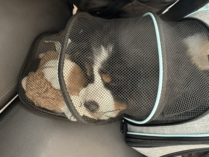 Bernese Puppy resting during travel in his extended carrier