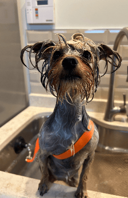 Pup enjoying a Calm Begginings Bath.