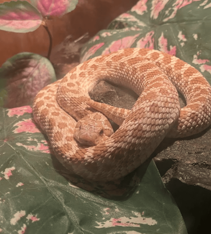 Rudy, Western Hognose