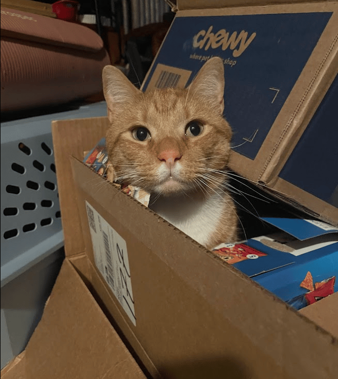 Cookie, Cat