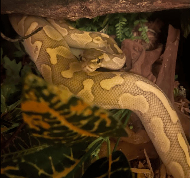 Calcifer, Ball Python