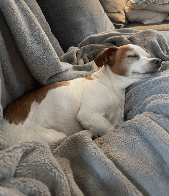 Tilly, Dog