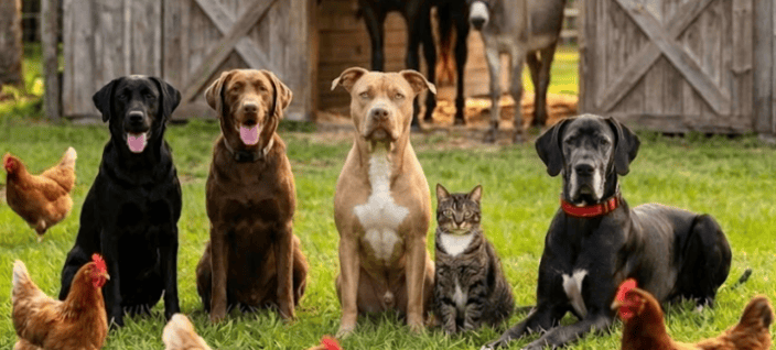 Healthy Tails Holistic Pet Nutrition Florida