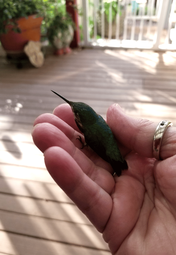 A little Reiki for a dazed hummer