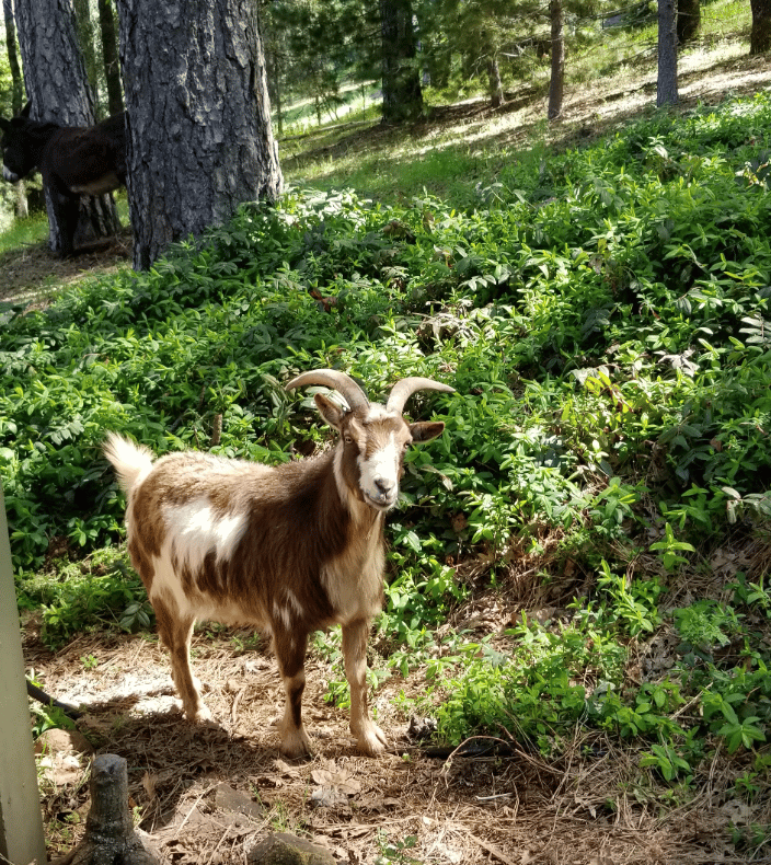 Our cute goat boy loved Reiki!