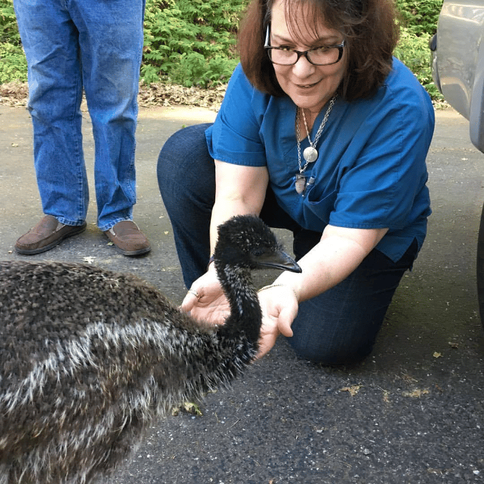 Meeting a baby emu!