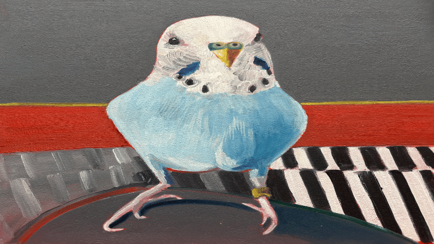 Blue Budgie on Knee