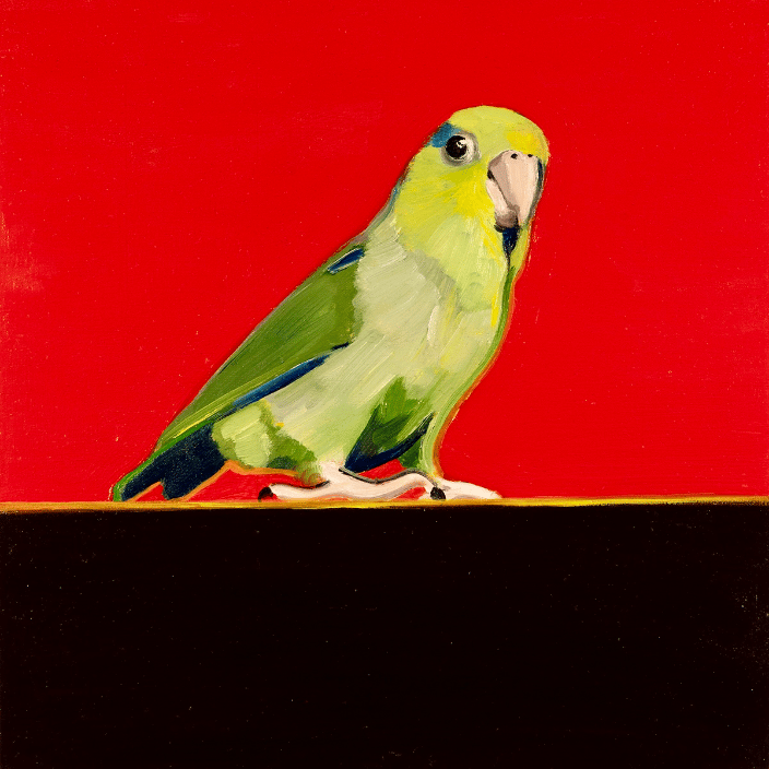 Green Pacific Parrotlet 