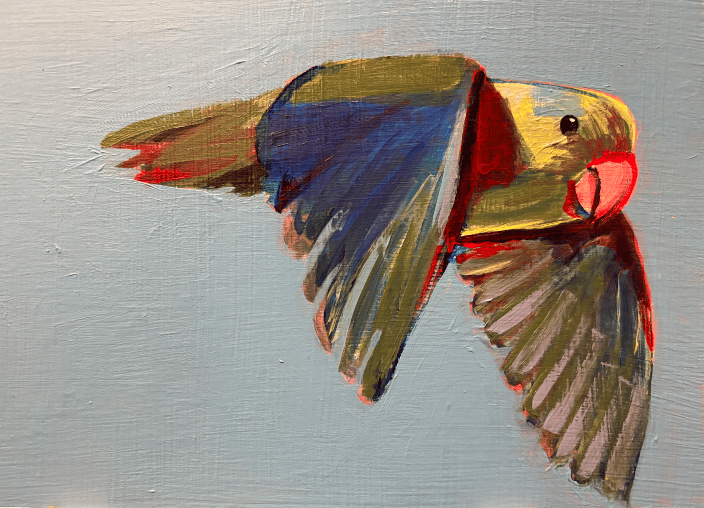 Flying Parrotlet