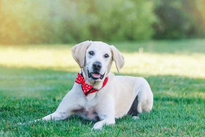  Pet Photographer San Ramon, CA