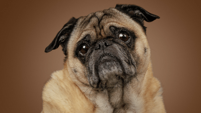 Professional Pet Photography of a Pug