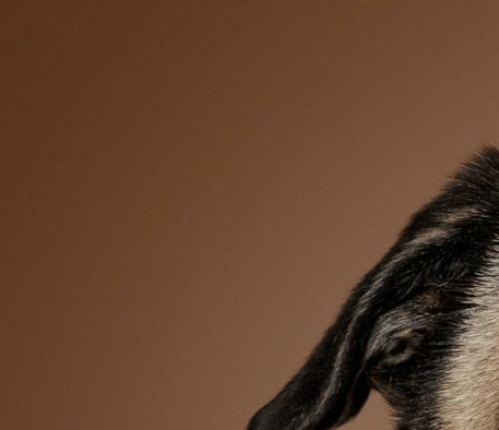 Professional pet photography of a pug