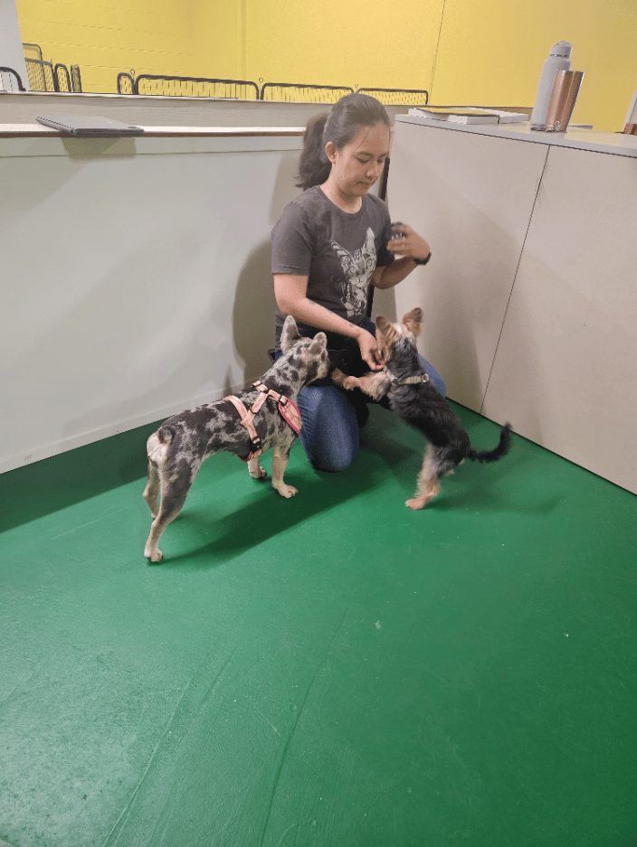 Lola, Dandy, and Jasmine