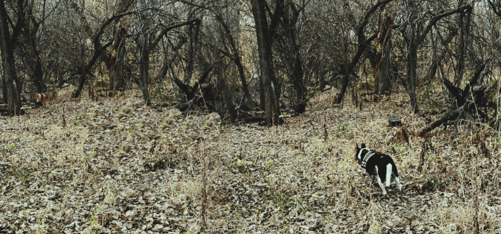 K9 Jett finds Rex 7 miles from home.