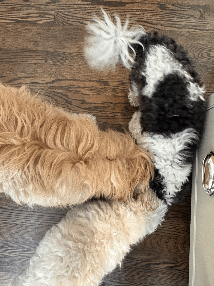 My 3 dogs eating out of the same bowl 